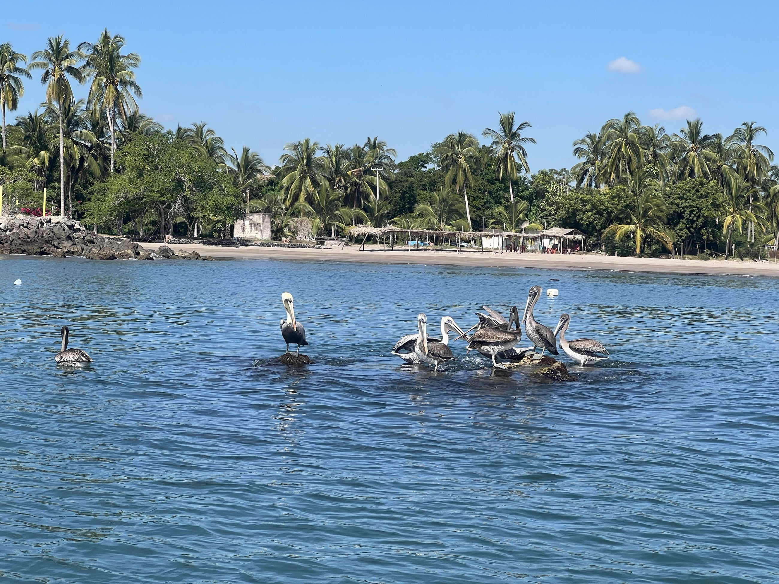 Un grupo de pelícanos posados en el agua frente a la orilla, con palmeras detrás